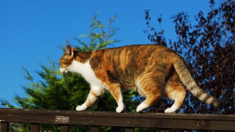 gato-demanda