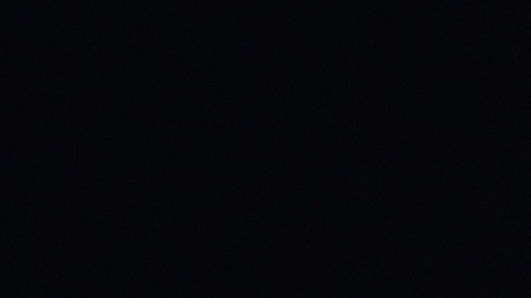 Las abejas también son capaces de distinguir entre números pares e impares.