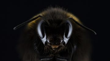 Las abejas también son capaces de distinguir entre números pares e impares.