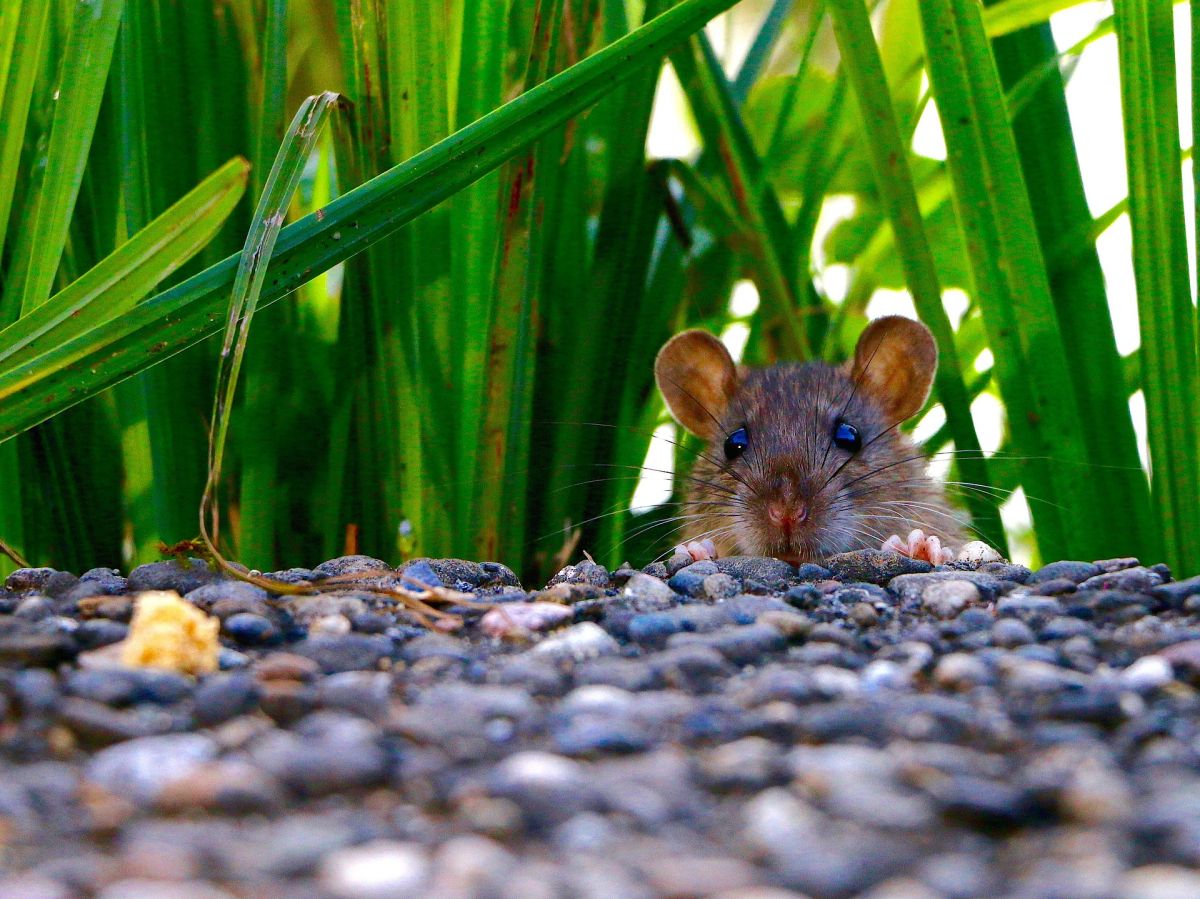 Video: Rat unleashes chaos at Manhattan dog park