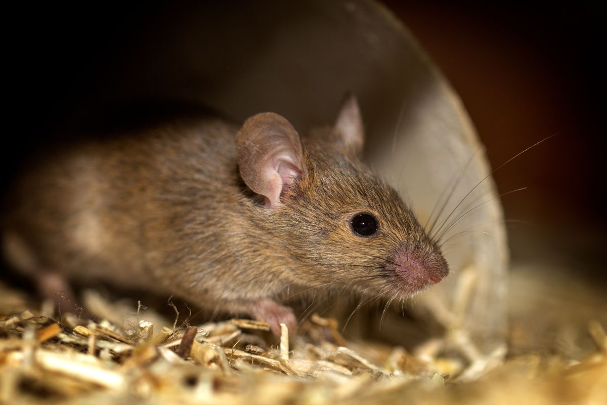 Un estudio determinó el origen de las ratas de Nueva York.