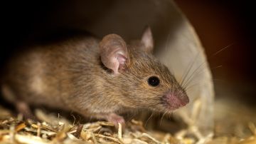 Un estudio determinó el origen de las ratas de Nueva York.