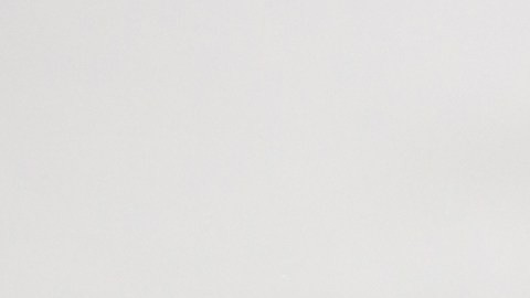 Pug