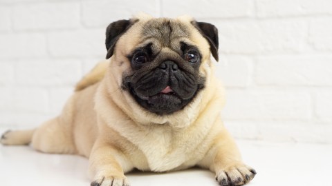 Pug