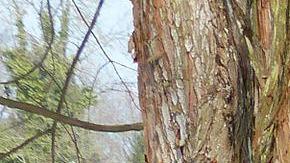 Uno de los árboles más antiguos del mundo: el "Alerce abuelo".