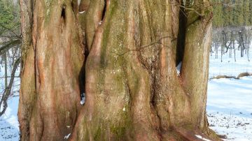 Uno de los árboles más antiguos del mundo: el "Alerce abuelo".