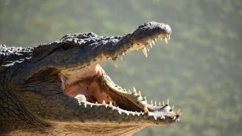 Policías capturan a un saurio en Charleston.