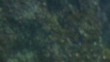 Fue grabado un tiburón blanco de unos 10 pies de largo.