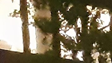 NYPD es la fuerza policial más grande de EE.UU.