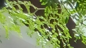 La dominicana Arelia Taveras, líder de la Asociación Latina de Restaurantes y Bares de NY estima que "hay ánimo" en comerciantes en dificultades por salvar sus negocios.