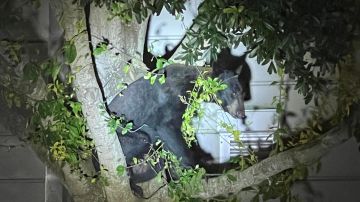 El oso atravesó el área de estacionamiento y "acampó" en un árbol cerca de la división de investigaciones.