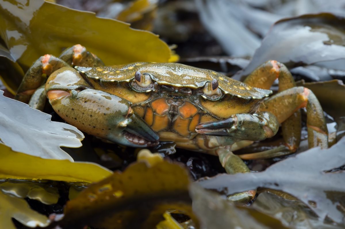 Tamworth Distilling y la Universidad de New Hampshire crean Crab Trapper, un whisky de edicion limitada hecho con cangrejos verdes invasores.