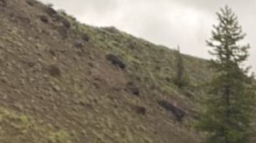 Cerrado el Parque Nacional de Yellowstone por inundaciones sin precedentes; hay casas y puentes destruidos