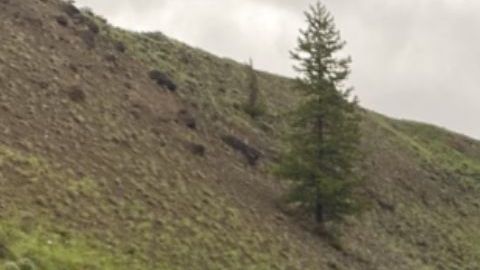 Cerrado el Parque Nacional de Yellowstone por inundaciones sin precedentes; hay casas y puentes destruidos