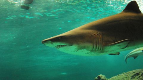 Tiburón