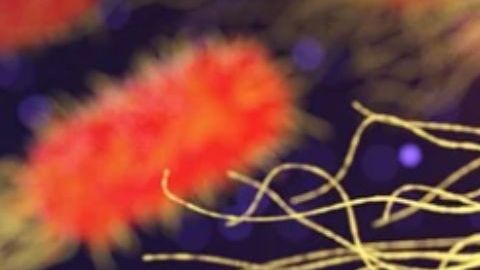 Bacteria