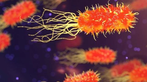 Bacteria