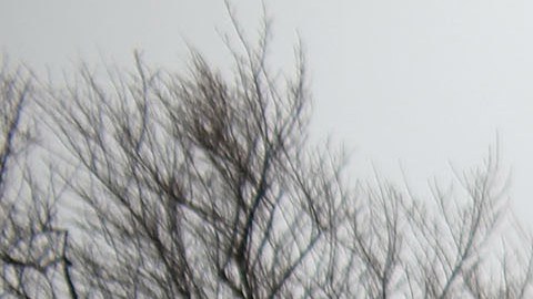 El joven fue arrestado por la policía de Long Island.