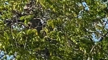 Los agentes encontraron a cuatro personas con heridas de bala.