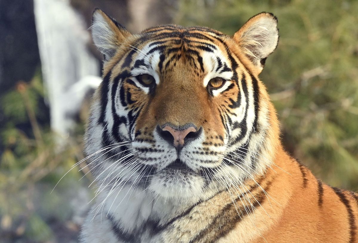 "Júpiter", un tigre Siberiano, murió luego de contraer Covid-19.