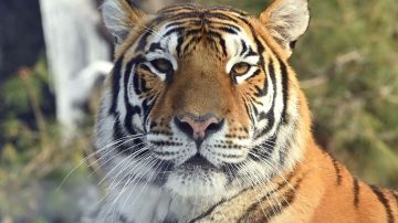 "Júpiter", un tigre Siberiano, murió luego de contraer Covid-19.