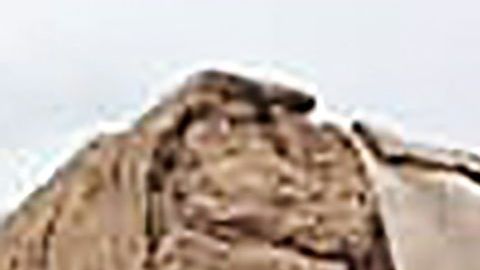 Sismo Afganistan