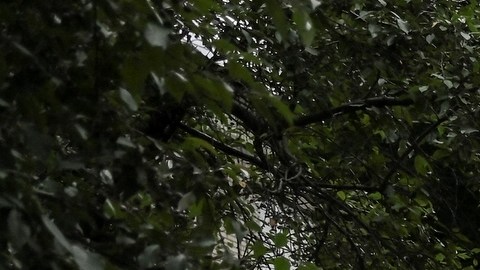 Estuvieron involucrados en disparar y bombardear a personal militar, según Rusia.