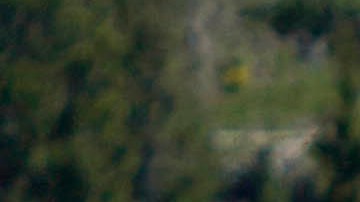 La mujer de Pensilvania fue corneada por un bisonte macho cerca del lago Yellowstone.