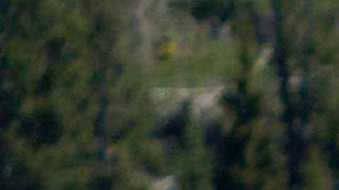 La mujer de Pensilvania fue corneada por un bisonte macho cerca del lago Yellowstone.