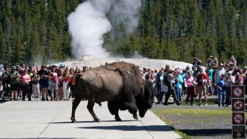 La mujer de Pensilvania fue corneada por un bisonte macho cerca del lago Yellowstone.