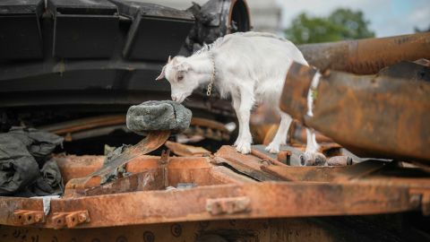 El animal fue bautizado como "La Cabra de Kiev" por las fuerzas ucranianas.