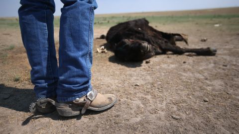 Imágenes sensibles: Más de 2,000 vacas mueren por ola de calor en Kansas City