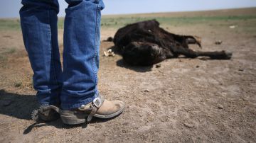 Imágenes sensibles: Más de 2,000 vacas mueren por ola de calor en Kansas City