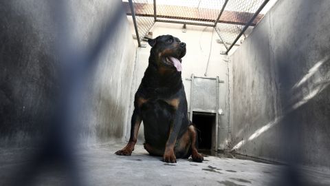 Los oficiales observaron dos perros Rottweiler en el patio cuando acudieron al sitio.