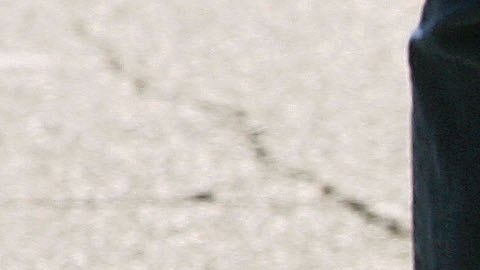 Perro Bulldog inglés.