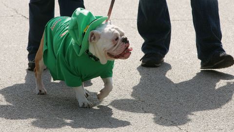 Perro Bulldog inglés.