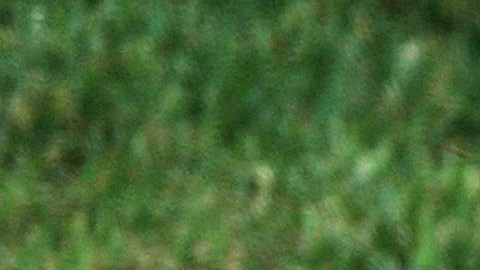 Coyote en California, 2007.