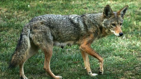 Coyote en California, 2007.