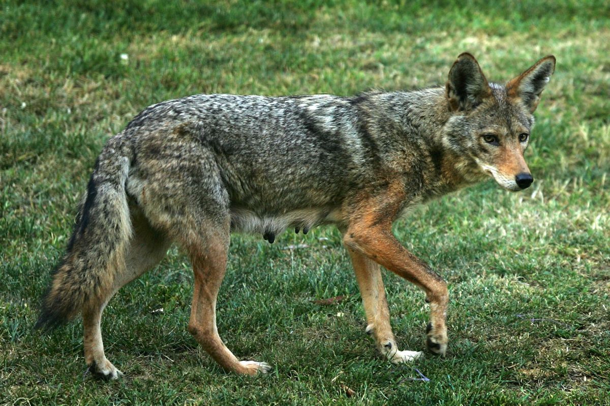 Coyote en California, 2007.