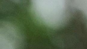 Shakira y Carlos Vives