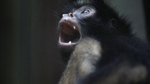 El "narco chango", un mono araña que fue acribillado durante un enfrentamiento de  La Familia Michoacana.