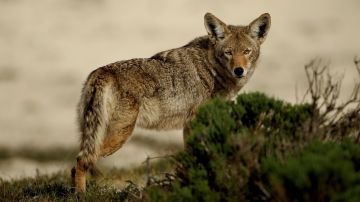 Coyote en California/Archivo,
