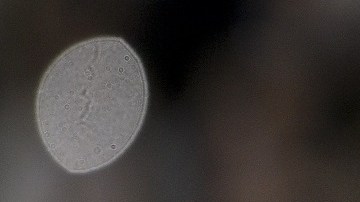 Brazil's forwards Neymar (L) and Ronaldi