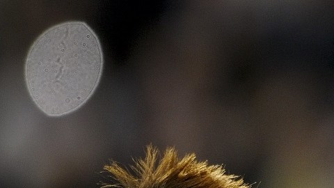 Brazil's forwards Neymar (L) and Ronaldi