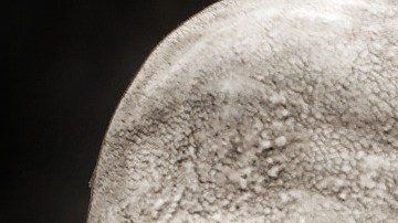 "Happy", la elefanta, no puede ser considerada como una persona.