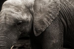 Elefanta "Happy" permanecerá en el zoo de El Bronx "porque no es una persona", dictamina la corte