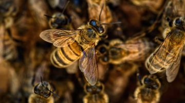 Las abejas se infiltraron a través de un agujero en el mortero de su exterior de ladrillo.