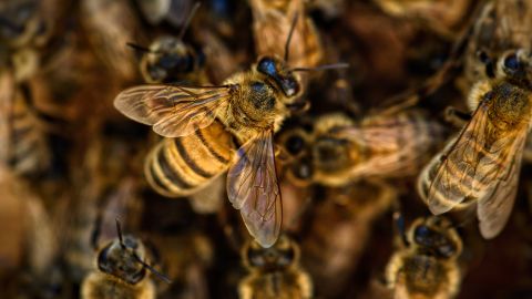 Las abejas se infiltraron a través de un agujero en el mortero de su exterior de ladrillo.
