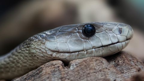 Las serpientes son muy temidas, pero no siempre son peligrosas.
