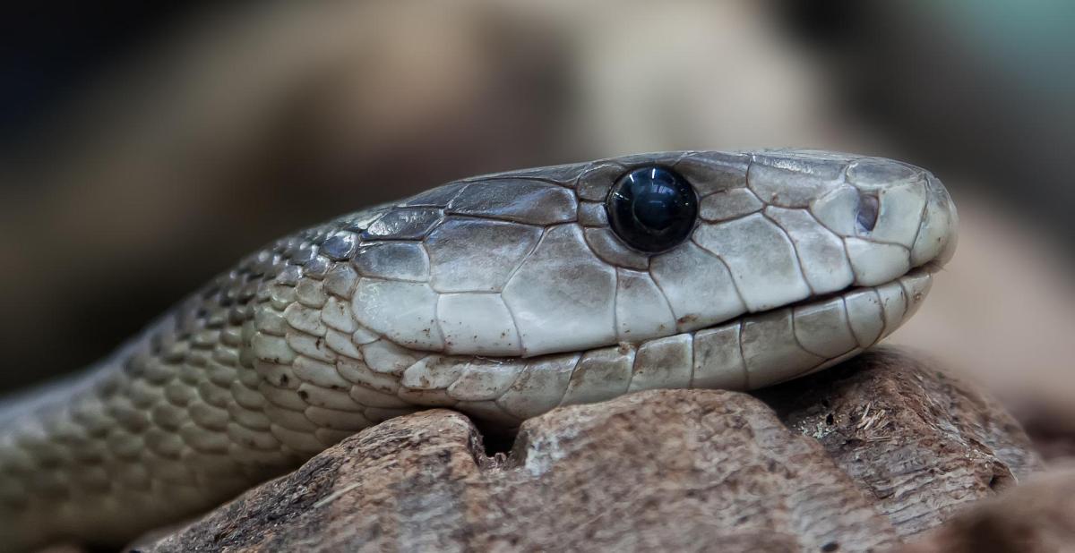 Serpiente mordió a inquilino en apartamento de Nueva York: alerta por 4to caso este mes